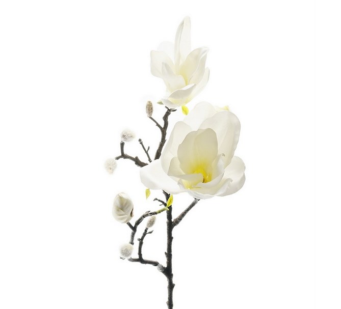 Magnolia Vit, 60 cm.