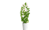 Växtstöd Bubblor, 29 cm.