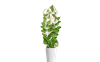 Växtstöd Kuber, 29 cm.