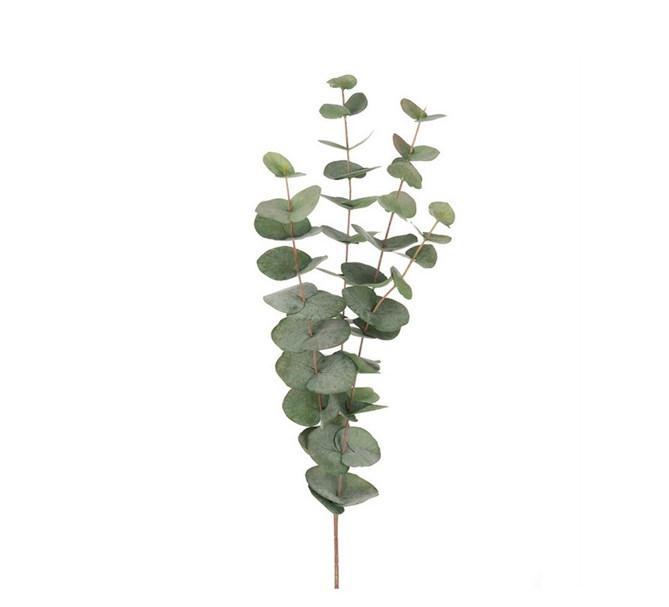 Eukalyptus, 60 cm