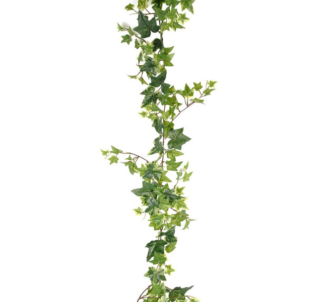 Murgröna brokig, 120 cm