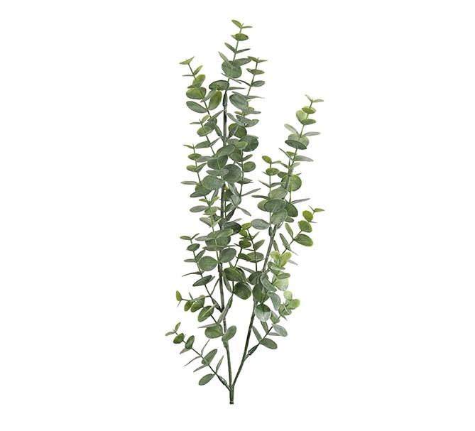 Eukalyptus kvist, 74 cm