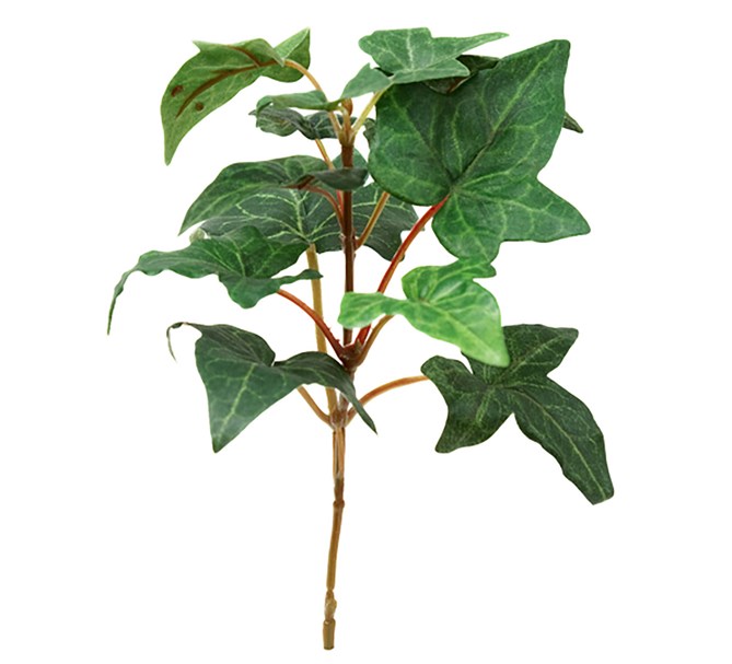 Murgröna kvist, 15 cm