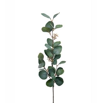 Eukalyptus med bär, 70 cm
