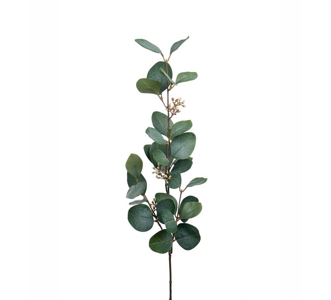 Eukalyptus med bär, 70 cm