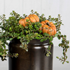 Pumpa på pinne, 6 cm.