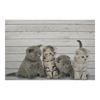 Köksmatta Kittens british shorthair