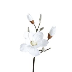 Magnolia Kvist H70