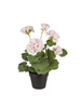 Pelargonie i potte rosa blomster 36x20