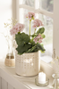 Pelargonie i potte rosa blomster 36x20