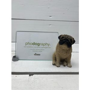 Fotoram Glas Pug Fawn