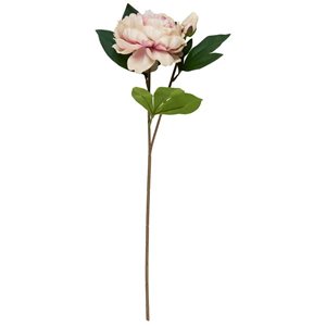 Pionblomma Rosa