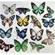 Stickers - Stora Fjärilar - 30st
