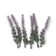 Dekorativa kvistar - Lavender Lila - 6st