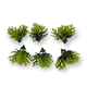 Dekorativa kvistar - Cypress - 6st