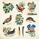 Sticker Book - Zoological Ephemera - 50 sidor