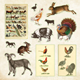 Sticker Book - Zoological Ephemera - 50 sidor