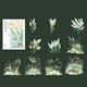 Stickers - Clear - Vass - Pampas - Grön