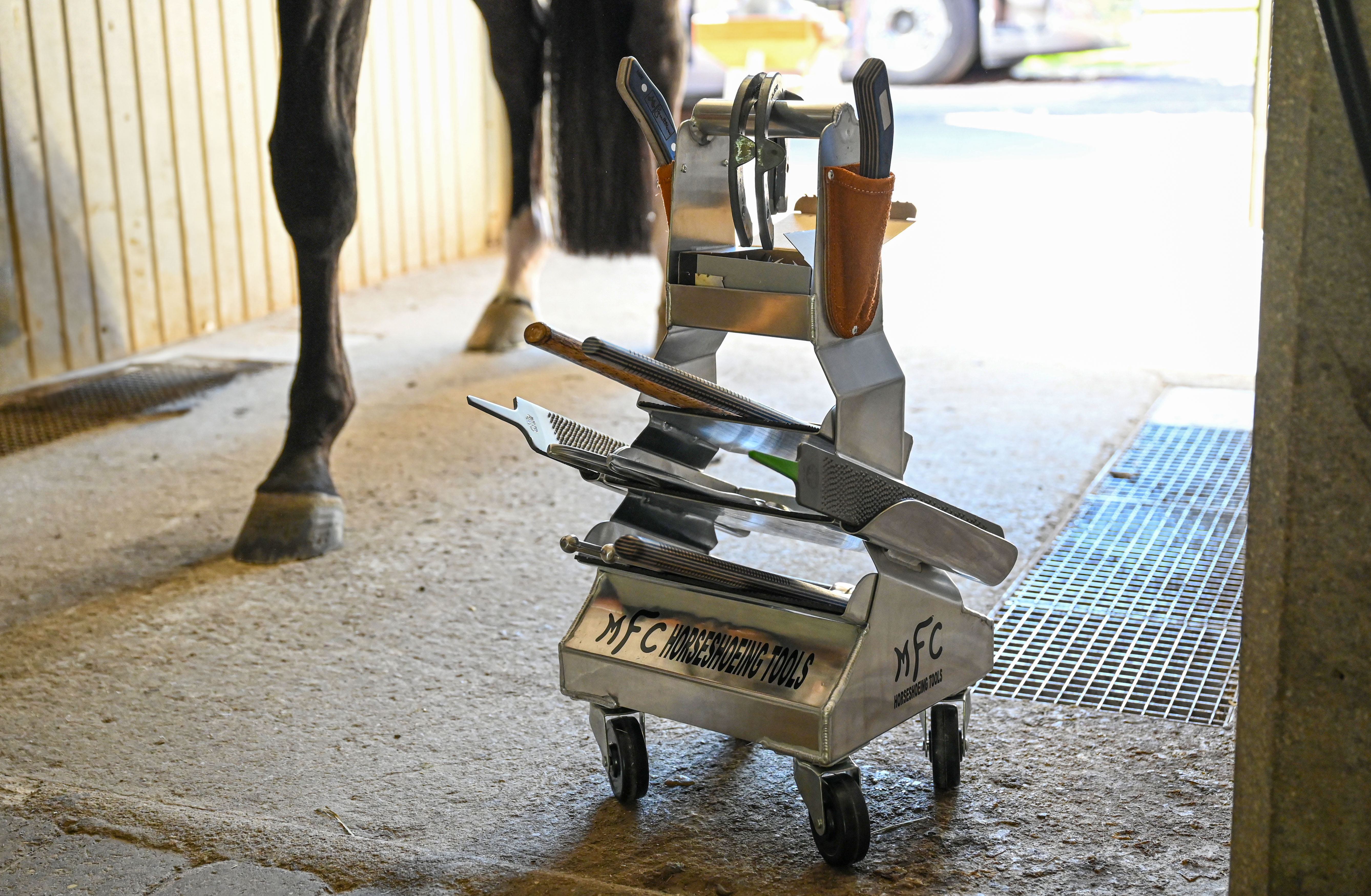 Häst och ryttare i kvällsljus