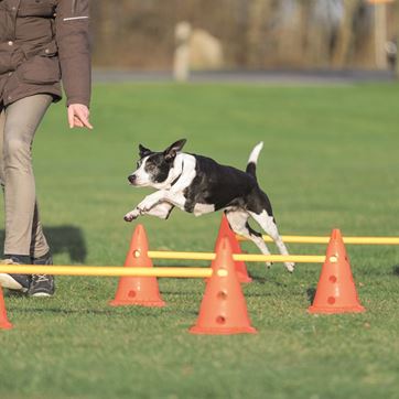 Trixie Agilityhinderset med 3 hinder
