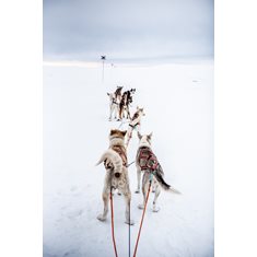 Harness for working dogs