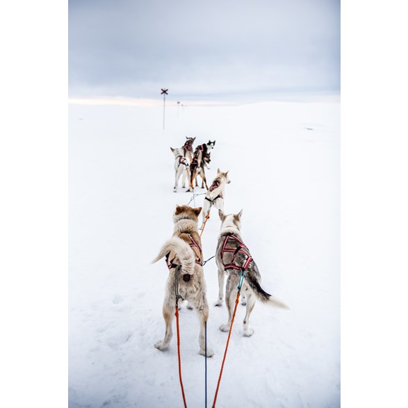 Harness for working dogs