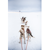 Harness for working dogs