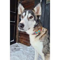 Halsband Inca turkos