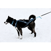 Run Long Harness