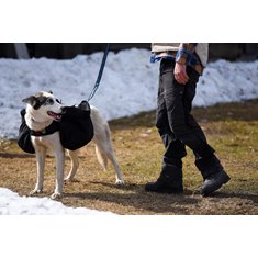 Dog pack