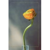 Examen Gul Blomma