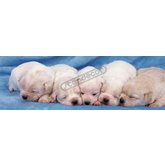 30 Puppies