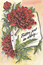 Bättre sent än aldrig Vinröd blomma