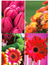 10 vykort med blommotiv