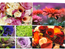 10 vykort med blommotiv