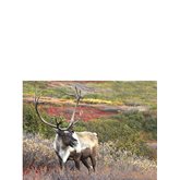 Kylskåpsmagnet Ren på fjället