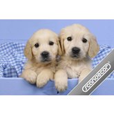 22 Labradorvalpar