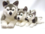 Gosedjur Husky 27cm