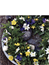 Utan text Vitsippa, Backsippa och Smörblomma