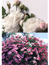 10 vykort med blommotiv
