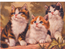 Tre kattungar 21240