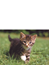 Var katten håller ni hus? 26460
