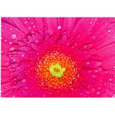 Cerice gerbera