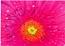 Cerice gerbera