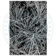 Stämpel - Clear stamp - Pine Needles