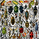 Stickers - Insekter - 50st