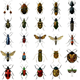 Stickers - Insekter - 50st