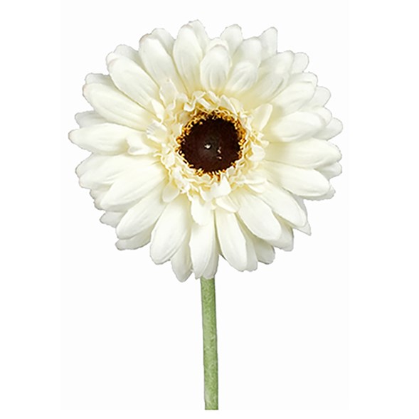 Gerbera