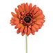 Gerbera