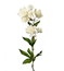 Astrantia